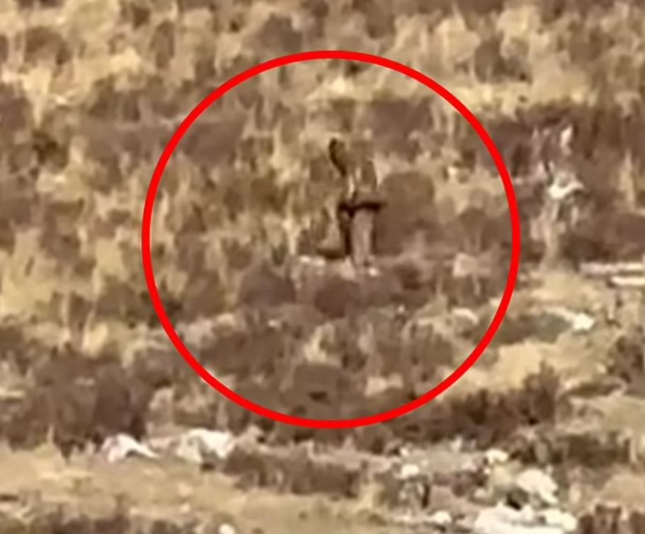 Mysterious 'man-like creature' was spotted roaming through the desert 8