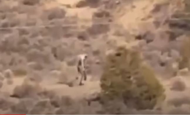 Mysterious 'man-like creature' was spotted roaming through the desert 2
