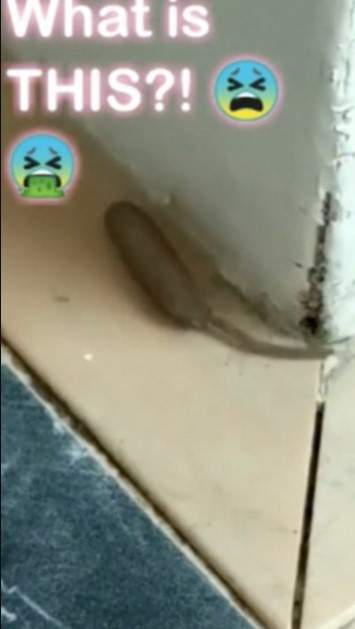 Woman stunned after spotting mystery rat-worm creature, 'alien'-like, crawling around home 5