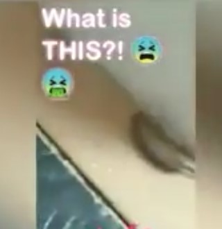 Woman stunned after spotting mystery rat-worm creature, 'alien'-like, crawling around home 3