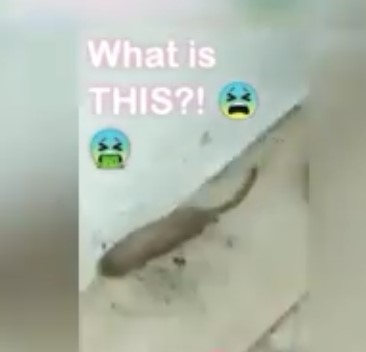 Bex Deen posts a video of a mysterious creature, gaining attention on social media.  Image Credits:  Bex Deen/Facebook