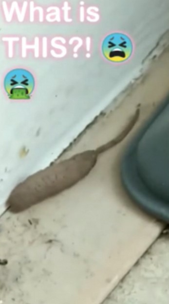 Woman stunned after spotting mystery rat-worm creature, 'alien'-like, crawling around home 1