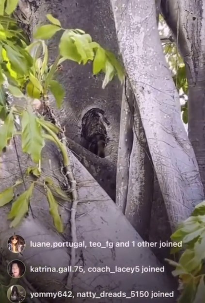 The video, shared by @selflextion,  revealed a tiny 'person' peeking from a hollow tree.  Image Credits: @Selflextion/Tiktok