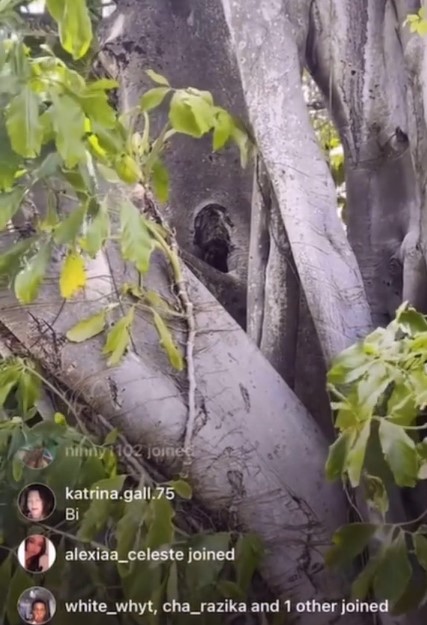 On social media, TikToker shared remarkable live footage featuring 'tiny tree people', leaving viewers stunned. Image Credits: @Selflextion/Tiktok