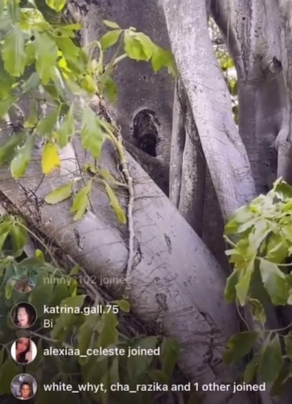 The discussion sparked after one user shared live-streamed footage of 'tiny tree people'.  Image Credits: @Selflextion/Tiktok