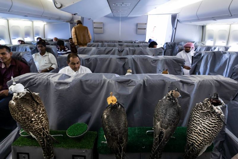 Saudi prince sparks debate after buying 80 airline seats for his Falcons 6