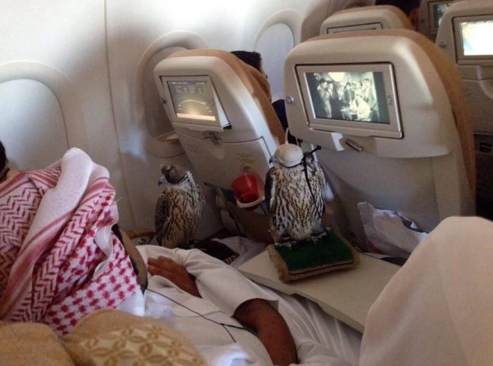 Saudi prince sparks debate after buying 80 airline seats for his Falcons 4