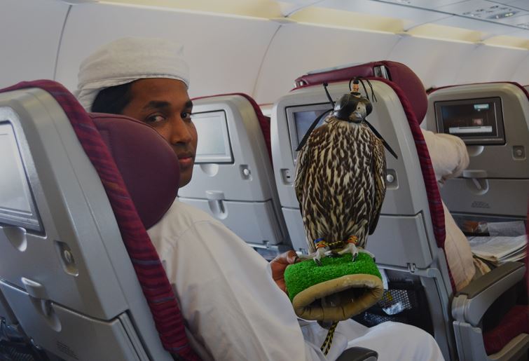 Saudi prince sparks debate after buying 80 airline seats for his Falcons 3