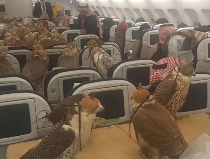 Saudi prince sparks debate after buying 80 airline seats for his Falcons 1