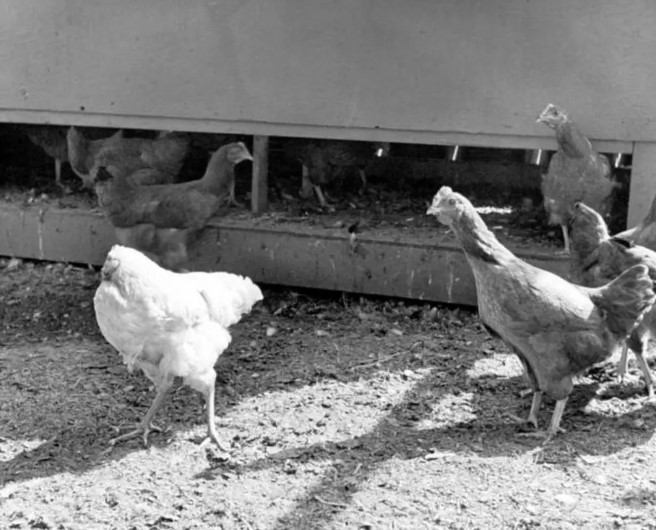 Despite grotesque crowing, Mike's normal chicken behaviors persisted, making him a sideshow sensation. Image Credits: Getty