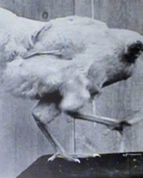 Mike's prolonged survival sparked scientific intrigue and speculation about the brainstem's role. Image Credits: Getty