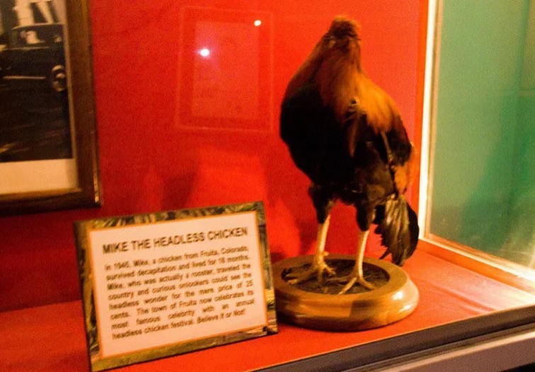 Mike's fame brought financial gain, but his miraculous journey ended tragically with a corn kernel. Image Credits: Getty