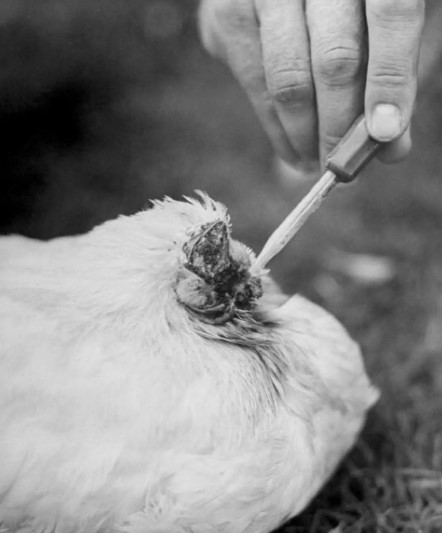 Mike, the headless chicken, defied odds, surviving 18 months post-axe strike in a slaughter attempt. Image Credits: Getty