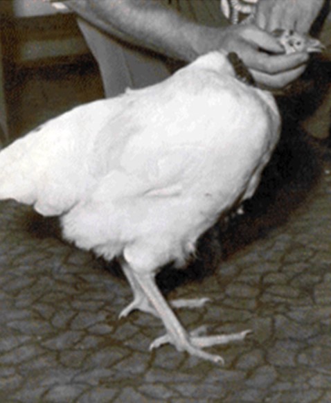 Mike the headless chicken survived for an astounding 18 months post-axe strike in a slaughter attempt. Image Credits: Getty
