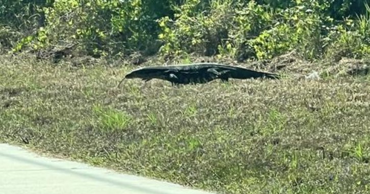 Woman spots huge alligator, stunned to discover it's actually a massive lizard 4