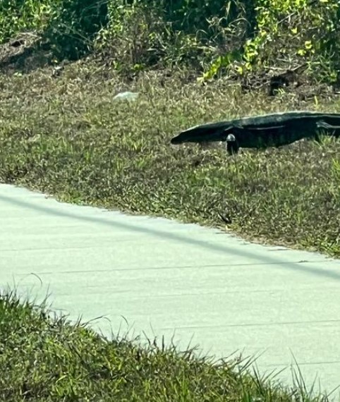 Woman spots huge alligator, stunned to discover it's actually a massive lizard 3