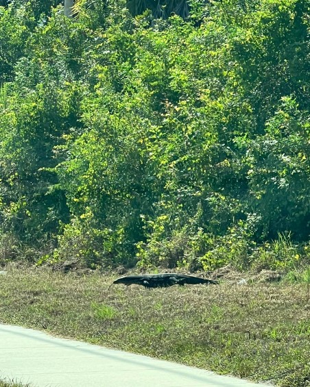 Woman spots huge alligator, stunned to discover it's actually a massive lizard 2