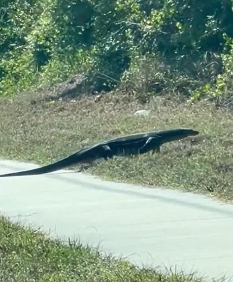 Woman spots huge alligator, stunned to discover it's actually a massive lizard 1