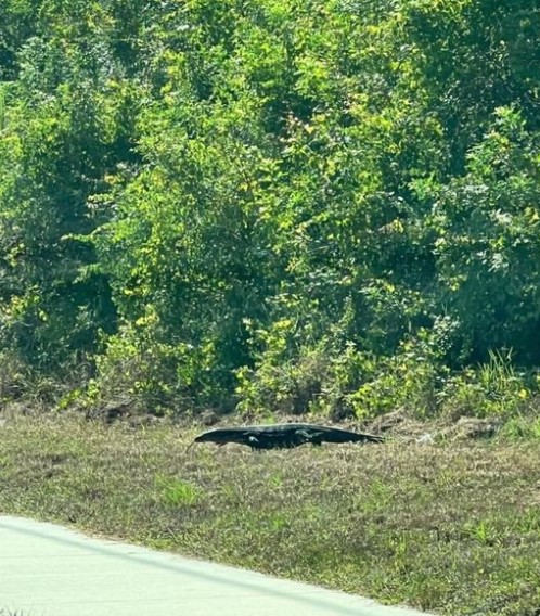Woman spots huge alligator, stunned to discover it's actually a massive lizard 5