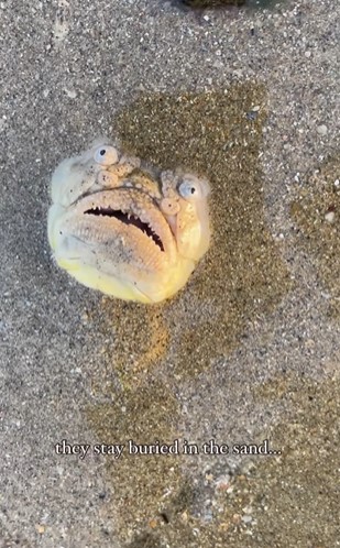 Beachgoer stunned after spotting a quirky fish with an open mouth staring at onlooker 5