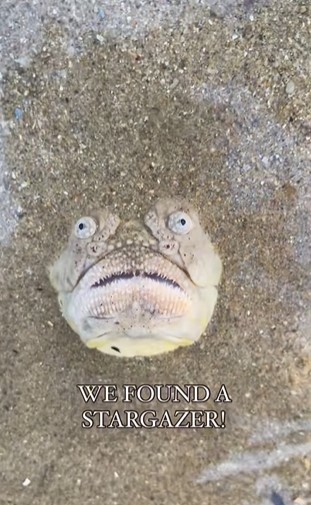 Beachgoer stunned after spotting a quirky fish with an open mouth staring at onlooker 1