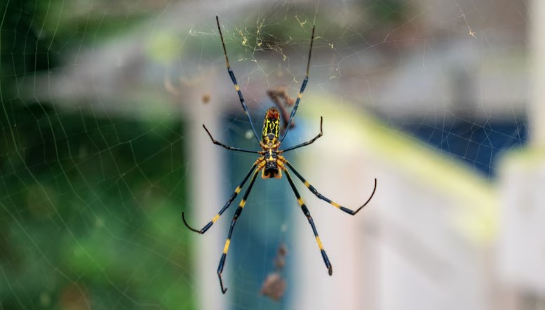  East Coast faces to invasion of giant venomous flying spiders with 4-inch legs  4