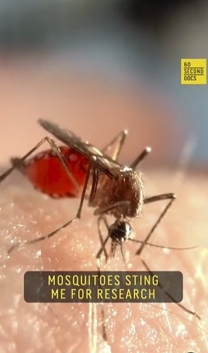 Man intentionally gets bitten by thousands of mosquitoe for scientific research 6