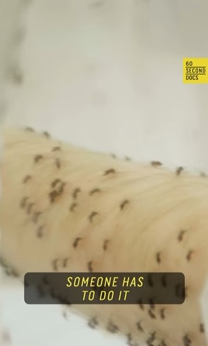 Man intentionally gets bitten by thousands of mosquitoe for scientific research 2
