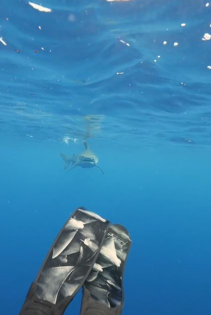 Expert explains why you shouldn't swim away from a shark 1