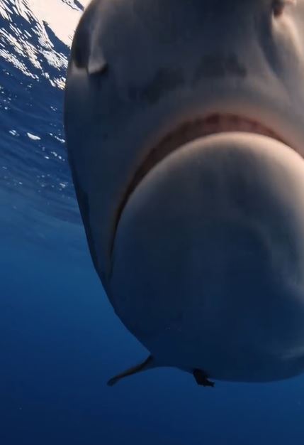 Expert explains why you shouldn't swim away from a shark 5