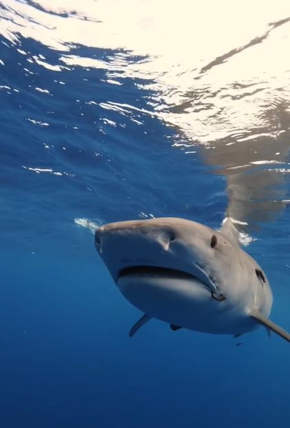 Expert explains why you shouldn't swim away from a shark 4