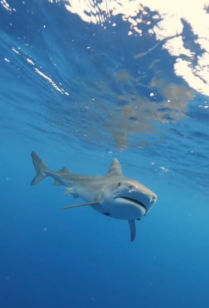 Expert explains why you shouldn't swim away from a shark 3