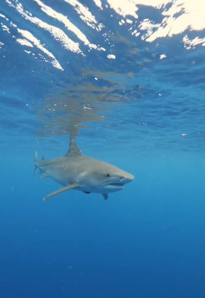 Expert explains why you shouldn't swim away from a shark 2