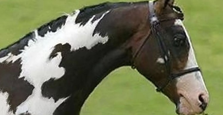 Optical illusion reveals you have high IQs, if you can spot second horse in this picture 3