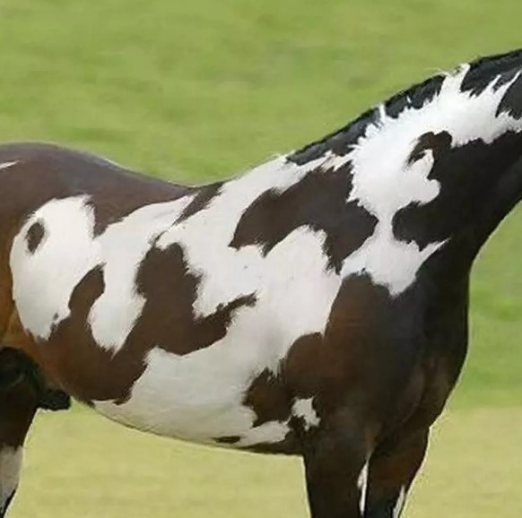 Optical illusion reveals you have high IQs, if you can spot second horse in this picture 2