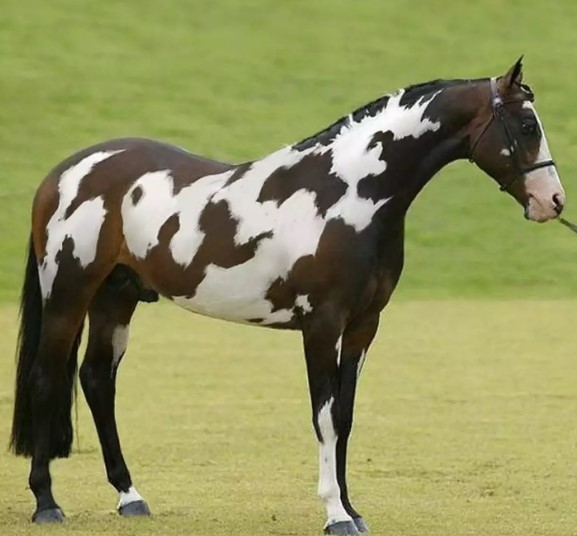 Optical illusion reveals you have high IQs, if you can spot second horse in this picture 1