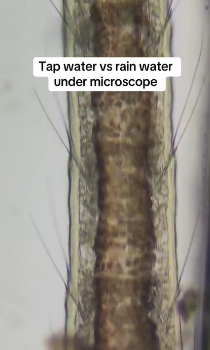 A viral TikTok clip by @microscope.vision highlighted millions of viewers' concerns about contaminants in tap water. Image Credits: @microscope.vision/Tiktok