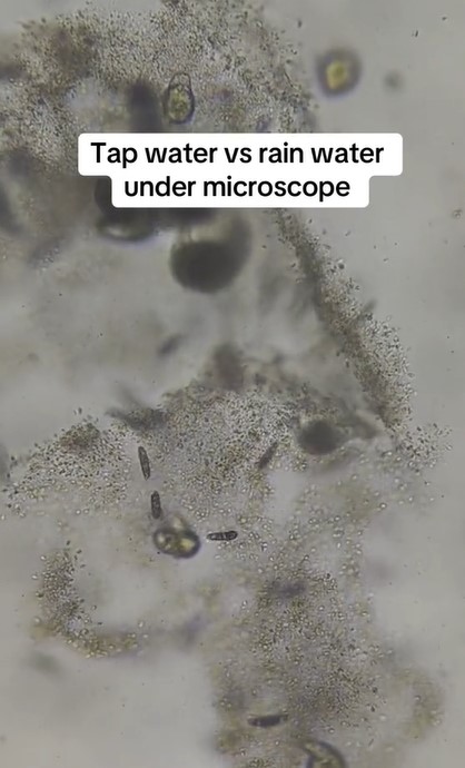 The revelation of tap water under a microscope has led many to swear off drinking it. Image Credits: @microscope.vision/Tiktok