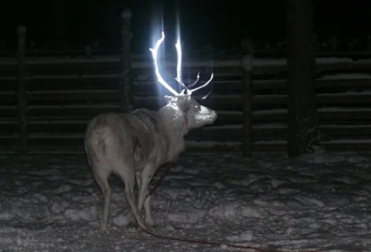 People just discovering why reindeer have glow-in-the-dark antlers on road 5