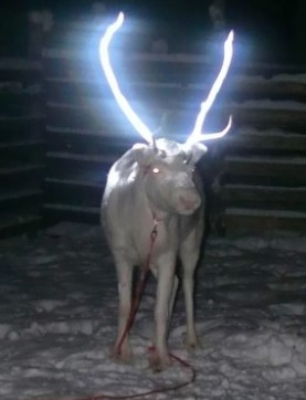 People just discovering why reindeer have glow-in-the-dark antlers on road 4