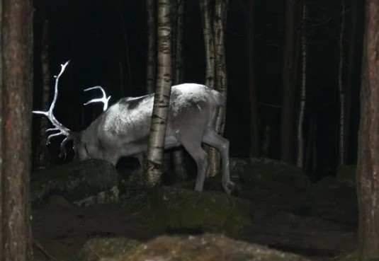 People just discovering why reindeer have glow-in-the-dark antlers on road 2