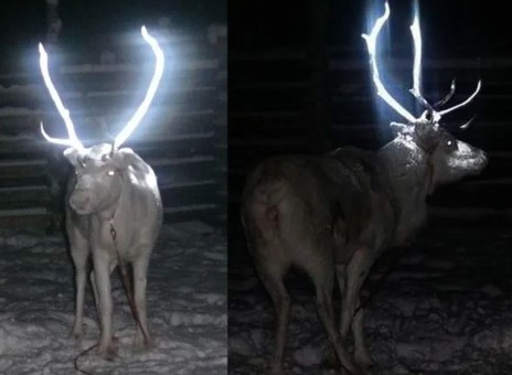 People just discovering why reindeer have glow-in-the-dark antlers on road 1