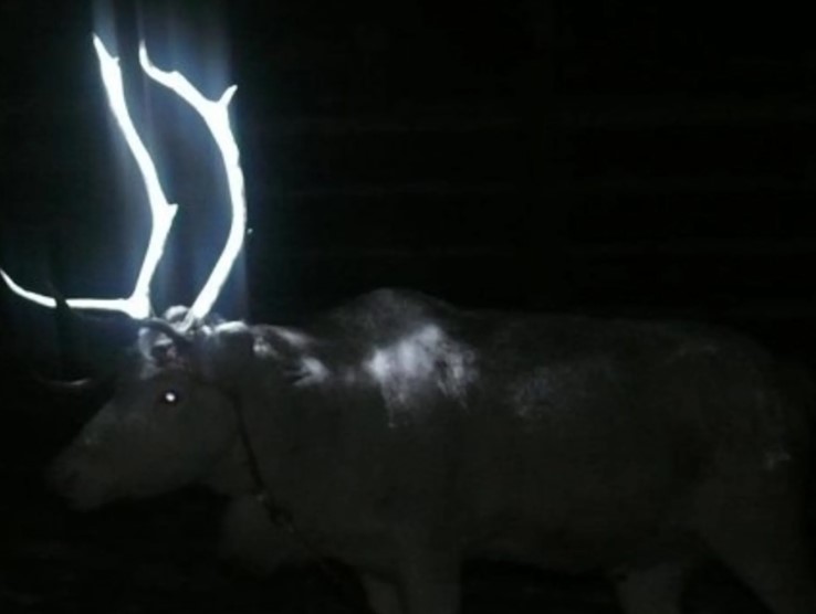 People just discovering why reindeer have glow-in-the-dark antlers on road 6