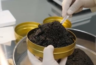 People vow never to eat caviar again after worker reveals how it is harvested 4