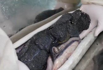 People vow never to eat caviar again after worker reveals how it is harvested 1