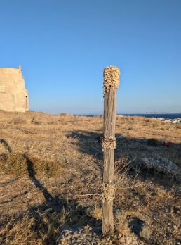 Image Credits: @blossomingFlow3r /Reddit