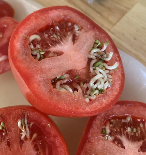 Image Credits: @GeneralLoofah / Reddit