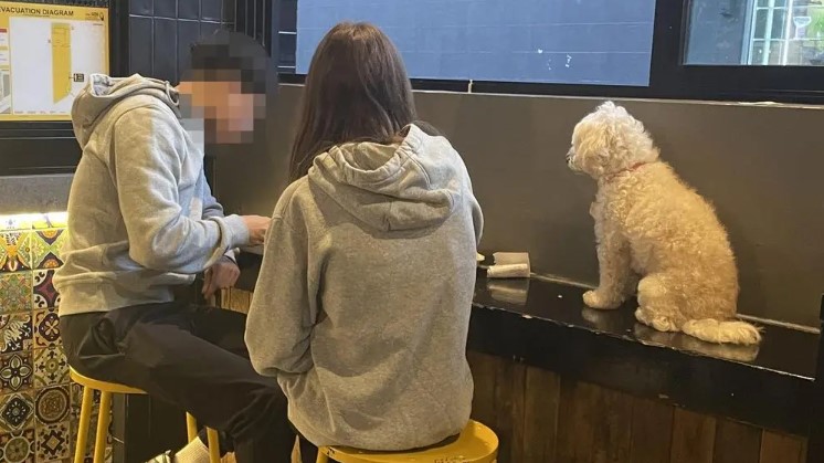 A couple sparked outrage by allowing their dog to sit on a table at a Guzman y Gomez restaurant. Image Credits: @mildlyinfuriating/Reddit