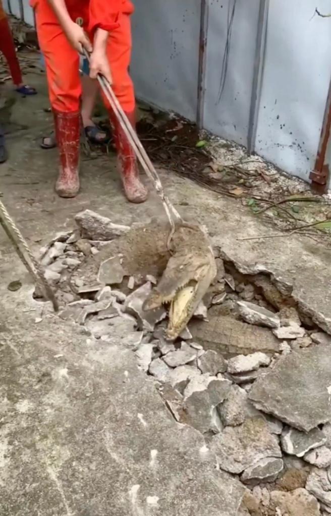 3 crocodiles unearthed, sending shivers down spines and neighborhood panic 4