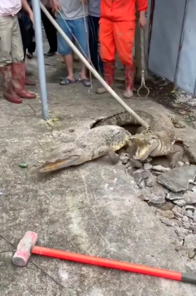 3 crocodiles unearthed, sending shivers down spines and neighborhood panic 3